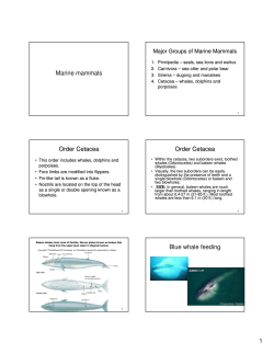 Order Cetacea - Washington State University