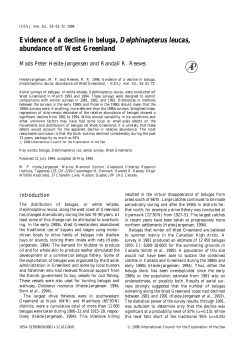 Evidence of a decline in beluga, Delphinapterus leucas, abundance