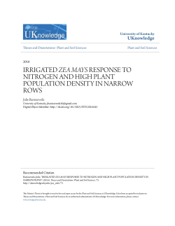irrigated zea mays response to nitrogen and high plant population