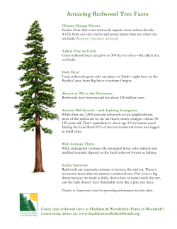 Amazing Redwood Tree Facts - Friends of Huddart and Wunderlich