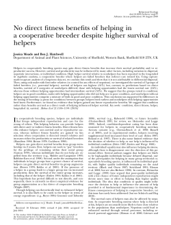 No direct fitness benefits of helping in a cooperative breeder despite