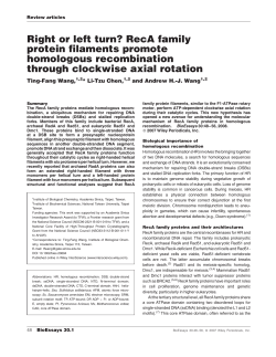 Right or left turn? RecA family protein filaments promote
