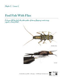 Fool Fish With Flies
