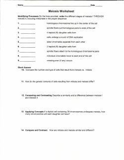 Meiosis Worksheet