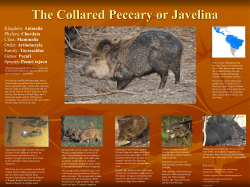 Kingdom: Animalia Phylum: Chordata Class: Mammalia Order