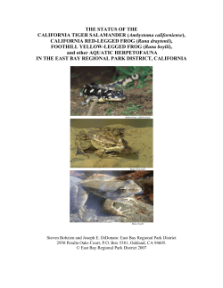 CALIFORNIA RED-LEGGED FROG (Rana draytonii)