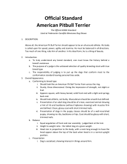 Official Standard American Pitbull Terrier