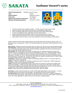 Sunflower Vincent&reg;s series