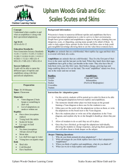 Grab and Go Scales Scutes and Skins