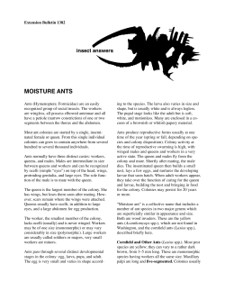 MOISTURE ANTS