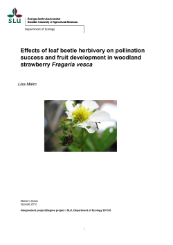Effects of leaf beetle herbivory on pollination success and fruit