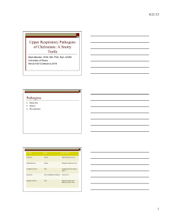 Upper Respiratory Pathogens of Chelonians: A Snotty Turtle