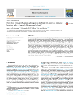 Does lure colour influence catch per unit effort, fish
