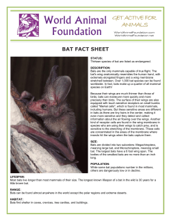bat fact sheet - World Animal Foundation