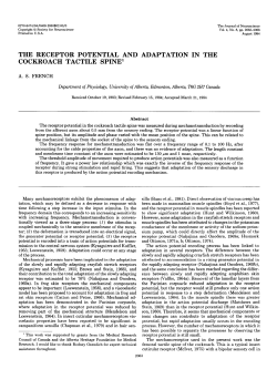 the receptor potential and adaptation in the cockroach