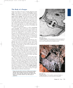 The Body of a Fungus