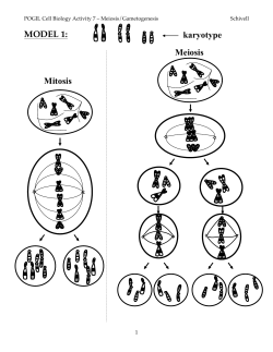 MODEL 1: Mitosis Meiosis karyotype