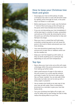 How to keep your Christmas tree fresh and green