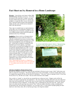 Ivy Removal Fact Sheet.pub (Read-Only)