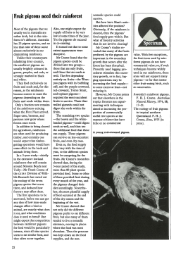 Fruit pigeons need their rainforest