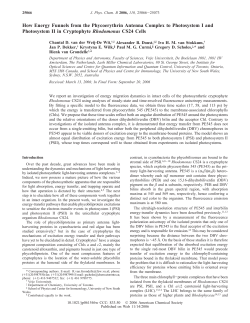 How Energy Funnels from the Phycoerythrin Antenna Complex to