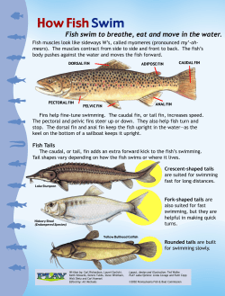How Fish Swim - Fish and Boat Commission