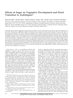 Effects of Sugar on Vegetative Development and