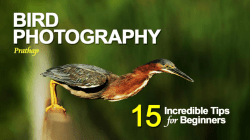 Copyright &copy; 2014 Nature Photography Simplified