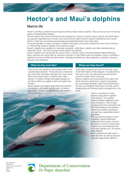 Hector`s and Maui`s dolphins