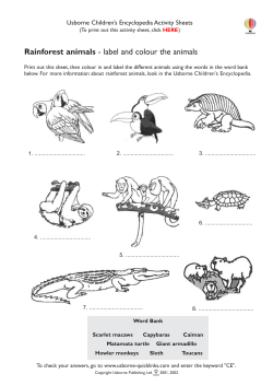 Rainforest animals