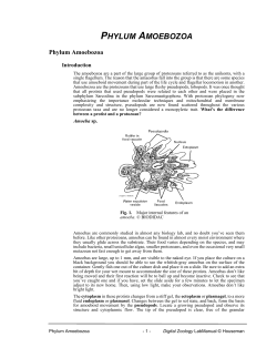 phylum amoebozoa