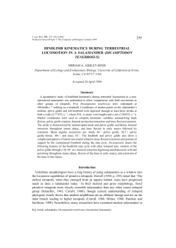 255 hindlimb kinematics during terrestrial locomotion in a
