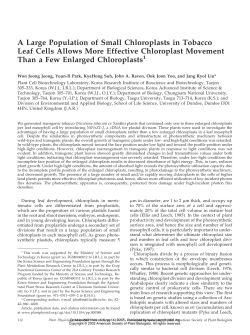 A Large Population of Small Chloroplasts in