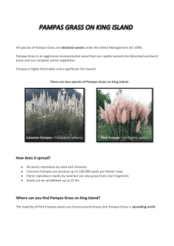 Pampas Grass on King Island. - King Island Natural Resource