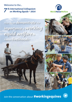 equid welfareto - World Horse Welfare