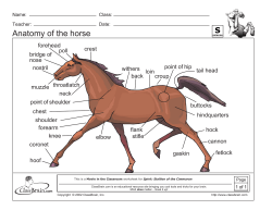 Anatomy of the horse