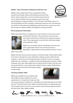 Rabbit Care Sheet - The Unusual Pet Vets