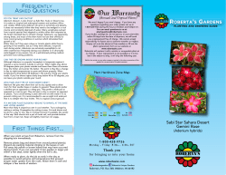 Sahara Desert Gemini Rose