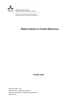 Dietary Impact on Canine Behaviour