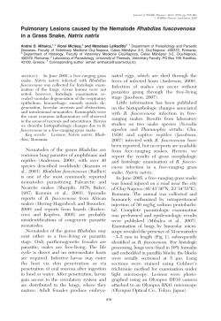 Pulmonary Lesions caused by the Nematode Rhabdias