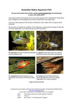 Australian Native Aquarium Fish