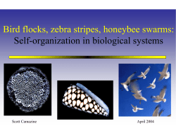 Self-Organized Pattern Formation in Biological Systems