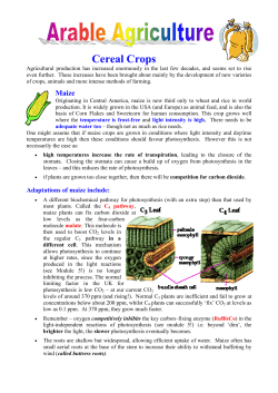 Cereal Crops - Biology Mad