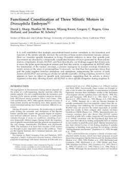 Functional Coordination of Three Mitotic Motors in Drosophila