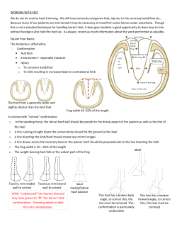 Injury Ideal - R-Vets