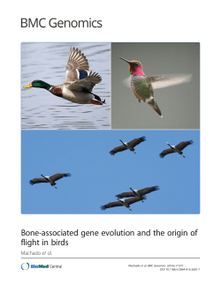 Bone-associated gene evolution and the origin of flight in birds