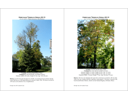 pictures of the 2013 Heritage Trees