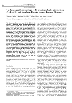The human papillomavirus type 16 E5 protein modulates