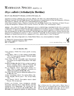 Oryx callotis (Artiodactyla: Bovidae)