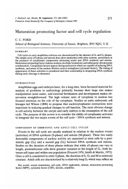 Maturation promoting factor and cell cycle regulation